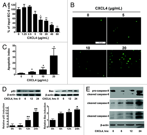 Figure 4. CXCL4 induces apoptosis of an intestinal epithelial cell line IEC-6. (A) The cell proliferation of IEC-6 as a percent of input cells in the cell culture. The IEC-6 cell line cultured with the indicated amount of rhCXCL4 was measured in the MTT assay. (B) Representative photomicrographs of apoptotic IEC-6 cells by TUNEL staining. IEC-6 cells were treated with 0, 5, 10, and 20 μg/mL rhCXCL4 for 24 h. (C) The apoptotic index is defined as the average number of TUNEL-positive cells under 5 continuous microscopic fields (200×). (D) Western blot analysis of p53 and Bax. IEC-6 cells were treated with rhCXCL4 (10 μg/mL) for the indicated times. The relative induction of p53 and Bax over the untreated cells is shown after normalization to their respective β-actin loading controls. (E) Western blot analysis of capases. IEC-6 cells were treated with rhCXCL4 (10 μg/mL) for the indicated time. The anti-capase-8 antibody recognizes the full-length (pro-caspase-8) and the cleaved form of caspase-8. Anti-capase-3 and -9 antibodies can only react with the cleaved forms of caspases-3 and -9. The active forms of the capase-3, -8, and -9 were detected. β-actin was used as the loading control. The data represent mean ± SD from three independent experiments. *P < 0.05, **P < 0.01 vs. control group.