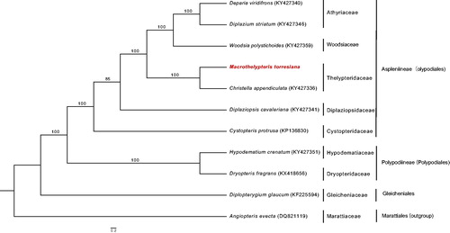 Figure 1. Maximum likelihood phylogenetic tree of Macrothelypteris torresiana with 11 ferns including Angiopteris evecta as an outgroup based on the complete chloroplast genome. The numbers near the branches are bootstraps values for 1000 replicates.