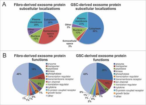 Figure 6. Subcellular localization and function of GSC- and fibroblast-derived exosomes. (A) and (B) Fibroblast-derived exosome proteins and GSC-derived exosome proteins are grouped based on (A) their localizations and (B) cellular functions as indicated by Gene Ontology (GO) analysis and a literature search.