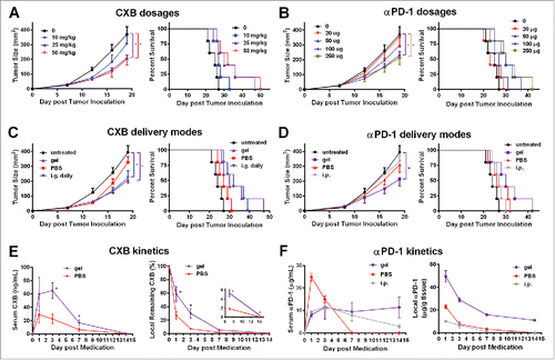 Figure 1. Alginate hydrogel delivery enhances the antitumor efficacy of celecoxib (CXB) and anti-PD-1 mAb (αPD-1). C57BL/6 mice received the different treatments at Day 7 after the inoculation of 1.0 × 105 B16-F10 cells. (A and B) Quantification of the tumor sizes (left) and the survival percentage (right) of the animals treated with the hydrogels encapsulated with the indicated dosages of CXB (A) or αPD-1 (B). (C) Quantification of the tumor sizes (left) and the survival percentage (right) of the animals receiving CXB (25mg/kg) delivered in three ways: one-time subcutaneous injection of the CXB-encapsulated hydrogel (gel), one-time subcutaneous injection of PBS-dissolved CXB (PBS), and daily intragastrical administration (i.g. daily). (D) Quantification of the tumor sizes (left) and the survival percentage (right) of the animals receiving αPD-1 (100µg per animal) in three ways: one-time subcutaneous injection of the αPD-1-encapsulated hydrogel (gel), one-time subcutaneous injection of PBS-dissolved αPD-1 (PBS), and one-time αPD-1 intraperitoneal injection (i.p.). n = 5 animals per group in A–D. (E) The CXB serum concentrations (left) and CXB amount within the tumors (right) in the animals treated with CXB (25mg/kg) delivered via gel or PBS. (F) αPD-1 concentrations in serum (left) and within the tumors (right) in the animals treated with 100µg αPD-1 given in three ways described in (D). n = 3 animals per time point. *P < 0.05, Student's t-tests. Error bars represent the standard error of the mean.
