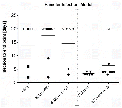 Figure 5. Infection to endpoint in the Hamster infection model. Groups of Golden Syrian Hamsters were challenged with C. difficile 630E (5 hamsters), 630E A+B- (11 hamsters) and 630E A+B- CT (6 hamsters). The graph represents the time from inoculation to endpoint. The maximal duration of the experiment was set to 20 d. Animals represented in open symbols, have not been colonized despite challenge or lost colonization before day 20. Details can be seen in Table 1. The dotted line separates this experiment from data obtained by Kuehne et al.,Citation9 which are represented here as a comparator. In that study 8 hamsters were infected with C. difficile 630Δerm and another 8 hamsters with 630Δerm A+B-.