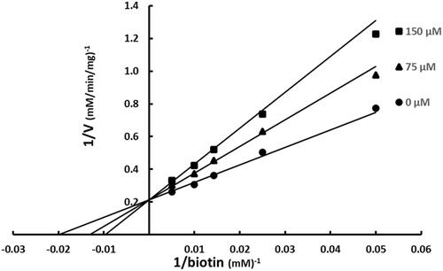Figure 4. Inhibition of BC by SABA1 with respect to biotin. The concentration of biotin was varied at fixed increasing concentrations of SABA1. ATP was held constant at subsaturating levels. Curves are the best fit of the data to EquationEquation (1)(1) v=VAKm(1+IKis)+A(1) . Points are the experimentally obtained velocities.