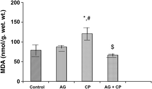 Figure 2. MDA levels in the kidneys of AG-treated rats and CP-treated rats. Data represent mean ± SD of 5–7 rats. *P < 0.02 vs. control, #P < 0.02 vs. AG, $P < 0.01 vs. CP.