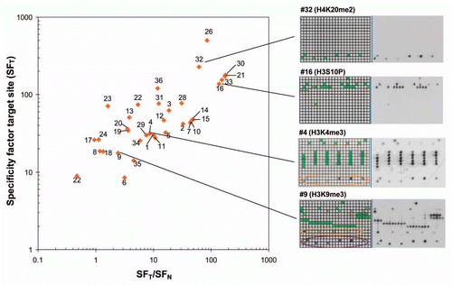 Figure 5 Summary of antibody specificities. In this graph, the specificity factor for binding at the target site (SFT) is plotted on the y-axis and the ratio of the specificity factors for binding at the target site and the best non-target site (SFT/SFN) on the x-axis. Best antibodies are located in the upper right corner of the graph. Some examples of antibodies are shown on the right side, for coloring cf. Supplemental Table 1.