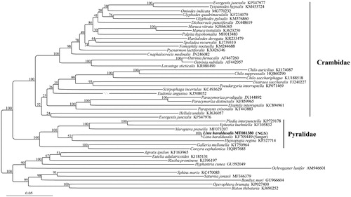 Figure 1. Phylogenetic tree obtained from Maximum likelihood analysis based on the dataset consisting of 13 PCGs and two rRNAs sequences. The species with newly sequenced mitogenome is emphasized in bold. Number on node is bootstrap value. NGS, next-generation sequencing.