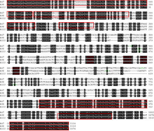 Figure 5. Sequence alignment of A67, A98, and A122 alleles of Lentinula edodes. The sequences of A67, A98, and A122 alleles were aligned using MEGA 11. Putative start codons for HD1 and HD2 genes are indicated in green. Conserved motifs are indicated in red. The regions that harboring sequences identical between two alleles with a length of more than 20 bp are highlighted in red boxes.