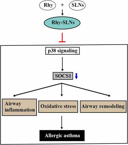 Figure 7. The mechanism of the inhibitory effects of Rhy-SLNs on allergic asthma. Rhy, rhynchophylline; Rhy-SLNs, rhynchophylline-solid lipid nanoparticles; SOCS1, suppressor of cytokine signaling 1