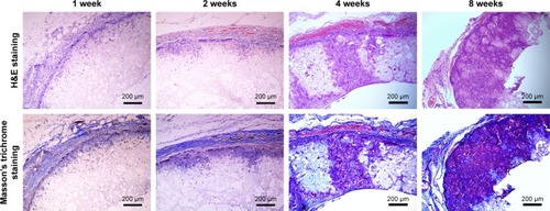 Figure 9 The histochemical analysis of PLLA/PLGA/PCL 30:40:30 scaffold after subcutaneous implantation in SD rat for 1, 2, 4, and 8 weeks.Abbreviations: PCL, poly(ε-caprolactone); PLGA, poly(lactic-co-glycolic acid); PLLA, poly(l-lactic acid).