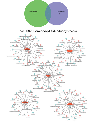 Figure 6. Venn diagram of significant differential pathways in functional network analysis implemented with the KEGG metabolic pathway database. Interaction network plots of enriched amino acids in the aminoacyl-transfer-RNA biosynthesis pathway with microbes that participate in its metabolism. Red colors indicate significantly up-regulated metabolites or microbes, while blue colors indicate significantly down-regulated metabolites or microbes.