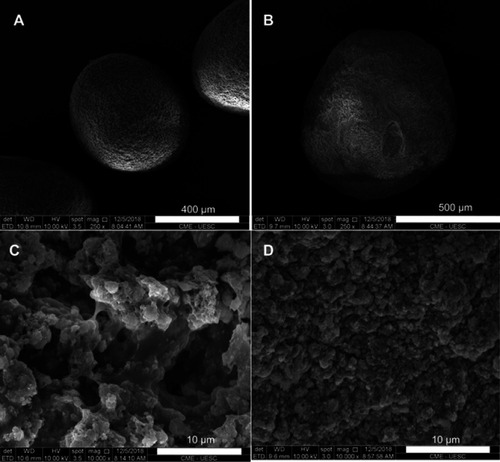Figure 2 SEM micrographs of cross-section of (A) CHA and (B) CHAMINO microspheres, and (C) surface of CHA and (D) CHAMINO microspheres.Notes: (A) and (B) magnification =250X (scale bar=400µm); (C) and (D) magnification=10,000X (scale bar=10µm).Abbreviations: SEM, Scanning Electron Microscopy; CHA, Carbonated hydroxyapatite; CHAMINO, Minocycline-loaded nanocristalline carbonated hydroxyapatite.