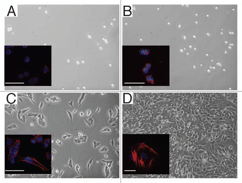 Figure 3 Light micrographs of undifferentiated and differentiated ES-D3 cells. The cells were cultured on 0.1% gelatin (A and B) or 10 µg/ml fibronectin (C and D) for 6 h (A and C) or three days (B and D) in the presence (A and B undifferentiated) or absence (C and D differentiated) of LIF (Method I). The cell morphology was evaluated by phase contrast and typical fields are presented. Bar = 20 µm. Inserts: fluorescence staining of single cells; blue -DAPI, nuclear staining; red, rhodamine-phalloidin staining of the actin cytoskeleton.