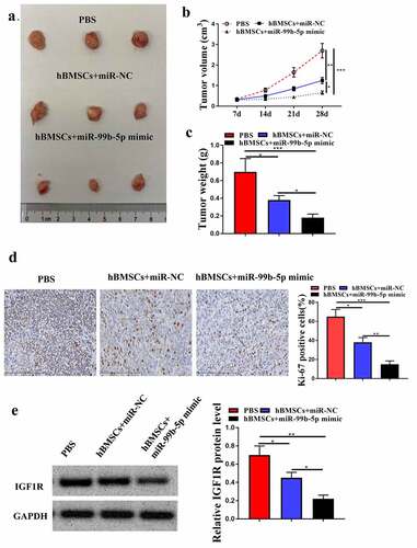 Figure 6. MiR-99b-5p mimics-transfected HBMSCs-derived exosomes inhibited tumor growth. (a) Tumor images. (b) Tumor volume. (c) Tumor weight. (d) Immunohistochemistry assay with anti-Ki67 antibody. (e) The expression of IGF1R in tumor tissues was detected by Western blot analysis. * p < 0.05, ** p < 0.01, *** p < 0.001.