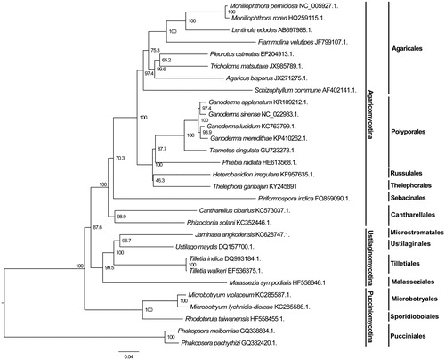 Figure 1. Phylogenetic analysis of 19 species of Agaricomycotina constructed using the Neighbour-Joining method as implemented in MEGA7.0 (Kumar et al. Citation2016) based on concatenated amino acid sequences of 14 mitochondrial protein-coding genes. The following 14 mitochondrial protein-coding genes were concatenated: atp6, atp8, atp9, cytb, cox1, cox2, cox3, nad1, nad2, nad3, nad4, nad4L, nad5 and nad6. The concatenated amino acid sequences were aligned using Clustal X (Thompson et al. Citation1997). The percentages of replicate trees in which the associated taxa clustered together in the bootstrap test (1000 replicates) were shown next to the branches.