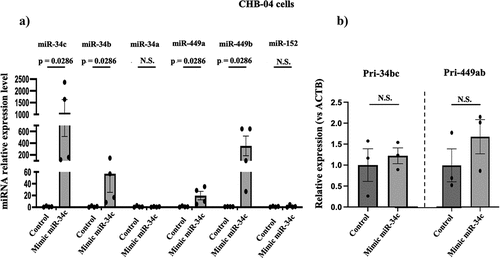Figure 6. Elevation of miR-34c levels in human embryonic stem cells, increases the levels of miR-34b and miR-449a and b in them, but not at the transcriptional level. a) CHB-04 human embryonic stem cells were transfected with a random control miRNA (control) or miR-34c mimic 48 hrs. later the levels of miRnas indicated were assayed. n = 4. Data are expressed as mean ± S.E.M; Mann-Whitney test two-tailed, b) Pri-34bc and Pri-449ab levels were measure 48 hrs after transfecting CHB-04 human embryonic stem cells, expression was normalized to that for ACTB. Data are expressed as mean ± S.E.M. Mann-Whitney test two tailed, n = 3 N.S.= not significant.