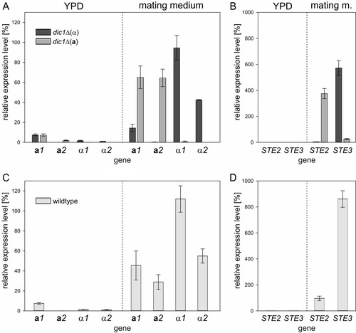 FIG 4 Transcript levels of mating genes under mating and exponential growth conditions. For transcript level analysis, cells were first grown in rich (YPD) medium to analyze gene expression during exponential growth and then shifted to nitrogen-free mating medium to induce mating gene expression. Transcript levels were normalized to ACT1 expression. The error bars represent the standard deviations of three biological replicates. Student's t test showed significant differences in gene expression between the mating types and culture conditions (P < 0.05) (for details, see Tables S1 and S2 in the supplemental material). (A) MAT gene expression in dic1-2Δ(α) and dic1-2Δ(a) cells is induced under mating conditions in a mating-type-specific manner. (B) Mating-type-specific pheromone surface receptor gene expression in dic1-2Δ(α) and dic1-2Δ(a) cells. (C) Increased levels of all 4 MAT transcripts were detected in cultures of homothallic K. phaffii wild-type cells under mating conditions. (D) Induction of pheromone surface receptor gene expression in homothallic K. phaffii wild-type cells under mating conditions.