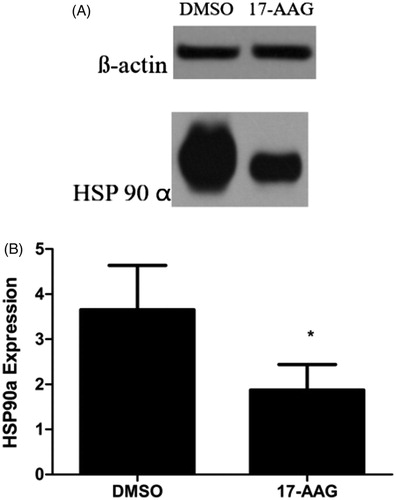 Figure 7. HSP90α expression in (A) DMSO and (B) 17-AAG group. Significant differences were calculated with respect to the DMSO group. *p < .05.