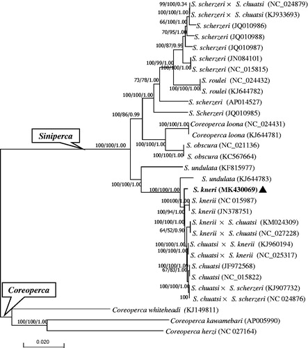 Figure 1. Phylogenetic tree of the family Sinipercidae reconstructed using neighbor-joining (NJ), maximum-likelihood (ML), and Bayesian method (BI) based on whole mitogenome sequences. Values at the nodes correspond to the support values for NJ/ML/BI methods. Solid triangle indicates the newly sequenced mitogenome.