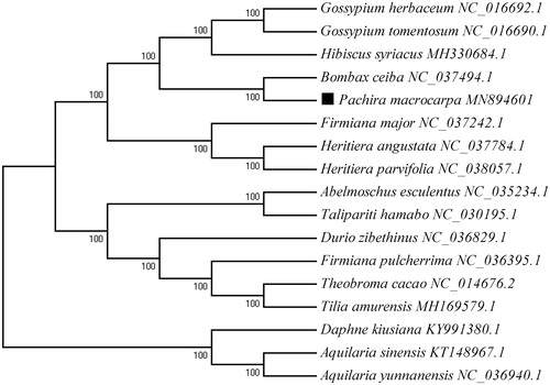 Figure 1. phylogenetic tree inferred from 17 cp genomes. The position of P. macrocarpa is shown with a black box and bootstrapping values are listed for each node.