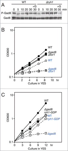 Figure 5. Gad8 phosphorylation is recovered after glucose depletion independently of Ryh1. (A) Wild-type (CA101) and Δryh1 (CA6217) cells cultured in EMM were starved of glucose and Gad8 phosphorylation was examined as in Figure 1A. (B) Wild type (CA101), Δtor1 (CA4593), and Δgad8 (CA5142) strains were grown at 30°C in YES. At 0 hour, each culture was split into 2 and one of them was subjected to glucose limitation in YES containing 0.1% glucose. Cell proliferation was monitored by measuring OD600 of cultures at approximately 2 hour intervals. Solid lines with filled markers represent strains grown in YES containing 3% glucose, while dotted lines with open markers in YES containing 0.1% glucose. Wild type: circles (•○); Δtor1: triangles (▴▵); Δgad8: squares (▪□). (C) Wild type (CA6809), Δgad8 (CA7366), and the GDP-locked mutant ryh1T25N ("ryh1-GDP," CA6828) strains were grown at 28°C in YES. Cultures were split into 2 at 0 hour, and one of them were subjected to glucose limitation in YES containing 0.15% glucose. Cell proliferation was monitored by measuring OD600 at approximately 3 hour intervals. Solid lines with filled markers represent strains grown in YES containing 3% glucose, while dotted lines with open markers in YES containing 0.15% glucose. Wild type: circles (•○); Δgad8: squares (▪□); ryh1T25N: diamonds (⧫⋄).