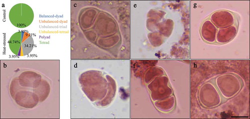 Figure 2. Heat stress induces abnormal meiotic products. (a), Pie chart showing the frequency of meiotic products from control plants and heat-stressed plants. For control 50 meiotic products were counted, and for heat stress treatment 76 meiotic products were quantified. (b–h), Orcein staining of tetrad in control plant (b), and unbalanced-tetrads with multiple nuclei in one spore (c), unbalanced-dyad (d), polyad (e), unbalanced-triad with multiple nuclei in one spore (f,g), and balanced-dyad (h) in the heat-stressed plants. Scale bar = 10 μm.