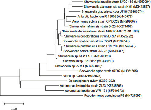 Figure 1 Neighbor joining (NJ) tree showing the phylogenetic relationship of strain ARY1* obtained in this study with related strains of NCBI database using MEGA6 software. The strain ARY1 formed cluster with Shewanella sp., scale bar representing 0.020 substitutions per nucleotide position.
