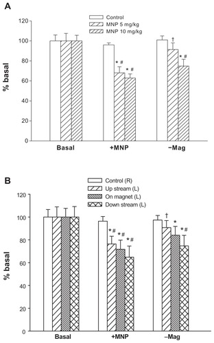 Figure 5 Analysis of hemodynamic effects induced by magnet removal. MNPs at doses of 5 (n = 11) or 10 (n = 8) mg/kg were administered to the left cremaster muscle with magnet placement; the right cremaster muscle served as the control. Ten minutes after MNP administration, the magnet was removed. The perfusion of the left cremaster muscle was analyzed as a whole (A) or in parts (B; 5 mg/kg MNP only) of muscle pieces.Notes: Relative tissue perfusion on the magnet and upstream/downstream of the magnet were analyzed. *P < 0.05 compared with basal values of the corresponding group; #P < 0.05 compared with control values of the corresponding group; †P < 0.05 compared with corresponding levels before magnet removal (+MNP).