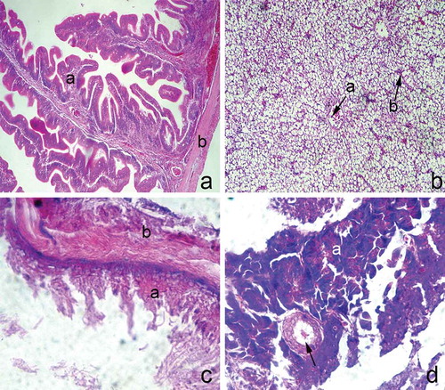 Figure 3. (a) Transverse section through the posterior intestines; a: mucosa; b: muscular layer; hematoxyiln and eosin staining, ×100. (b) The liver parenchyma; a: central vein; b: sinusoids; hematoxyiln and eosin staining, ×100. (c) Transverse section through the gall bladder wall; a: mucosa; b: muscular layer; hematoxyiln and eosin staining, ×400. (d) The pancreas; a: exocrine acini; pancreatic duct (arrow); hematoxyiln and eosin staining, ×200.