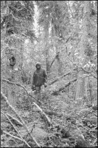 FIGURE 4. A spruce/feathermoss forest (Site 1) underlain by incipient ice-wedge troughs, southern Mackenzie Delta. The trees lean in random directions and are tilted at varying degrees. Many of these trees are anchored in permafrost. Deadfall is abundant