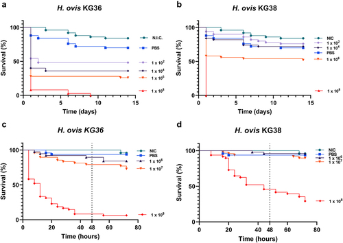Figure 1. Dose-dependent virulence of Helcococcus ovis isolates incubated at 37°C for 14 d (KG36 [a] and KG38 [b]) or at 36°C for 72 h (KG36 [c] and KG38 [d]). The survival data are plotted using the Kaplan–Meier estimator. The plotted points represent mortality events. The dotted line represents the 48-h mark used as end point for log-rank survival analysis.