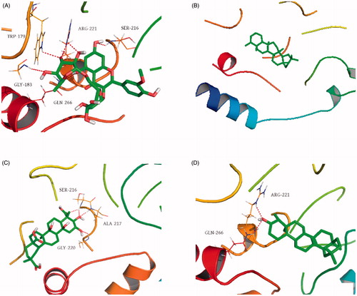 Figure 2. 3D molecular docking models for PTP1B protein’s active pocket site of selected potent candidates: (A) isorhamnetin-3-O-β-d-rutinoside (9), (B) friedelane (4), (C) 3β-dihydroxyolean-2-en-23,28,30-trioic acid (5), and (D) epifriedelanol (3).
