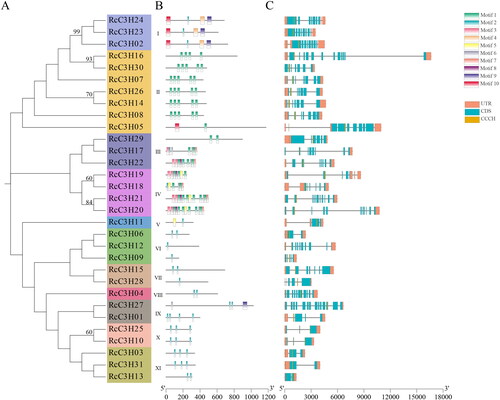 Figure 3. The motifs and the gene structure of RcC3Hs’ members. (A) The evolutionary tree of RcC3Hs’ members. (B) The motifs of RcC3Hs’ members. (C) The gene structure of RcC3Hs’ members.