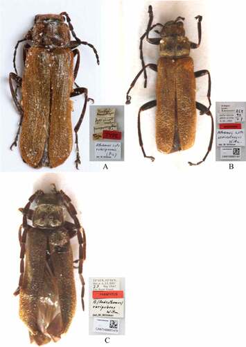 Figure 2. Type habitus, dorsal view (A. female; B–C. male): A. Cantharis rubripennis Pic, Citation1906 (holotype, MNHN); B. Athemus (Andrathemus) semiextensus Wittmer, Citation1995 (holotype, NHMB, CANTH00001301); C. Athemus (Andrathemus) varipubens Wittmer, Citation1978 (paratype, NHMB, CANTH00001479).