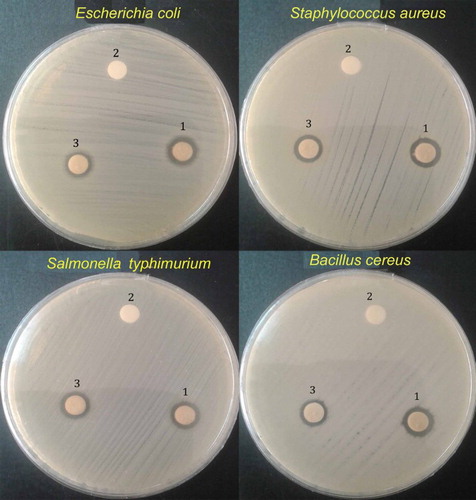 Figure 5. The antibacterial activity of Ag NPs against microorganisms: (1) Ag NPs, (2) distilled water and (3) AgNO3.