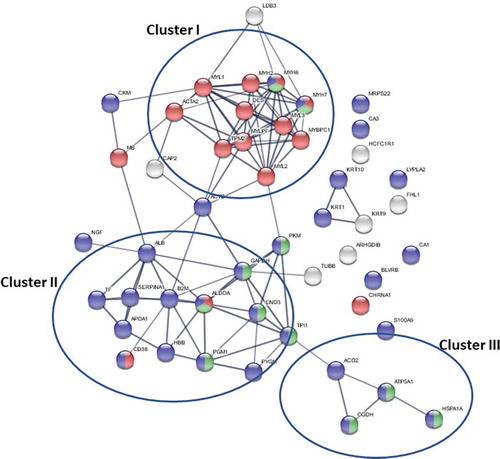 Figure 1. Protein network interaction of altered proteins in muscle from patients with trapezius myalgia compared to healthy controls identified in three studies [Citation81–Citation83]. Nodes denote genes/peptides. The protein-protein Interaction (PPI) enrichment analysis (P < 1.0e-16) separated the identified proteins in 3 clusters. Cluster I is represented by proteins involved in muscle contraction (red – 11 proteins: ACTA2, DES, MYBPC1, MYH2, MYH6, MYH7, MYL1, MYL2, MYL3, MYLPF, and TPM2). Proteins in cluster I are muscle fiber components that affect motor activity and cytoskeletal protein binding (actin, microtubule, or intermediate filament cytoskeleton). Cluster II included proteins involved mainly in cellular metabolic process (blue – 18 proteins: ACTB, ALB, ALDOA, APOA1, B2M, CD38, ENO3, GAPDH, HBB, HSPA1A, MYH6, MYH7, NGF, PGM1, PKM, PYGM, SERPINA1, TF, and TPI1). Proteins in cluster II are part of the cytoplasm component that functions as an enzyme/enzyme inhibitor activity, ion/protein binding, and microfilament motor activity. Cluster III was dominated by proteins involved in ATP metabolic process (green – three proteins: OGDH, ATP5A1, and HSPA1A). Proteins in cluster III are all mitochondrial proteins that function as small molecule binders.