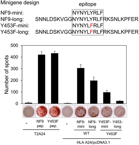 Figure 4. NF9 peptide-specific CTL clone recognizes endogenously expressed Y453F peptide. The design of minigenes (upper panel). NF9-mini encodes the minimal epitope, NF9-long encodes the epitope with 5’- and 3’-flanking sequences, Y453F-mini encodes the minimal epitope of the Y453F mutant, and Y453F-long encodes the Y453F epitope with 5’- and 3’-flanking sequences. IFNγ ELISpot assay (lower panel). Minigenes were co-transfected with HLA-a*24:02 cDNA into 293 T cells and used for an IFNγ ELISpot assay. The NF9 peptide-specific CTL clone was used as an effector. Minigene-negative 293 T cells were used as a negative control. NF9 peptide and Y453F peptide-pulsed T2-A24 cells were used as positive controls.
