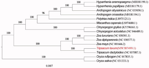 Figure 1. The maximum likelihood (ML) phylogenetic tree based on 15 complete chloroplast genomes, and Oryza rufipogon, Oryza sativa were used as outgroups.