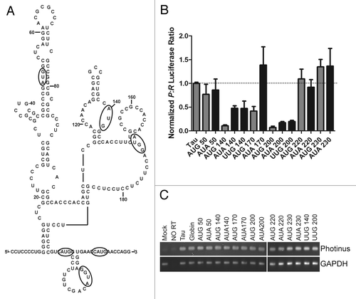 Figure 10. Upstream AUGs suggest a ribosome entry site. (A) Upstream AUG/AUAs were substituted out of frame with the native initiation codon, but in a Kozak sequence. Each mutated nucleotide is circled, in some cases surrounding nucleotides were mutated to create an optimal Kozak sequence. (B) The AUG/AUA substitutions were in vitro transcribed, capped with an A-cap and tailed. The A-capped RNAs were transfected into SK-N-SH cells to analyze for IRES activity. The P/R ratios were normalized to the wild type tau levels for comparison. Wild type tau was designated 1. (n = 3 ± S.E.M.) (C) Semi quantitative PCR was done on isolated RNA from each transfected well. Gene specific primers were used to amplify Photinus luciferase and GAPDH.