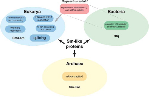 Figure 3. Functions of Sm and Sm-like proteins in the different life kingdoms. Herpesvirus saimiri’s HSUR 2 associates with Sm proteins in mammalian cells, but shows functional similarity to bacterial Hfq sRNAs.