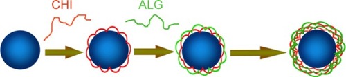 Figure 1 Scheme of the layer by layer self-assembly of CHI (red) and ALG (green) on poly (lactic-co-glycolic acid) nanoparticles (blue).Abbreviations: ALG, alginate; CHI, chitosan.