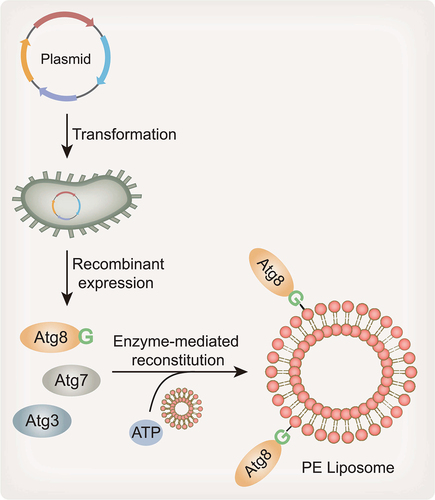 Figure 2. Enzyme-mediated Atg8–PE reconstitution system. Recombinant Atg8-I, Atg7 and Atg3 are obtained by bacterial expression and purification systems. Incubation of the purified components, including Atg8, Atg7 and Atg3, with PE-containing liposomes enables the production of Atg8–PE in the presence of ATP.