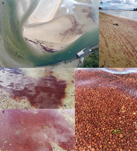 Figure 2. A, Aerial image of the mouth of the Waikouaiti River. B, Drift windrows of Bonnemaisonia – March 2019. C–D, Dense accumulations of Bonnemaisonia in shallow water in estuary – March 2019. E, Bonnemaisonia bloom showing growth as balls/pompoms –1 April 2019.