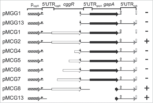 Figure 2. Localization of gapA operon RNA regions dependent on stabilization by GapA/SR1P. Schematic representation of the analyzed gapA operon mutants. Mutants were integrated into the amyE locus of B. subtilis MG1P (Δsr1::phleo; ΔgapA::ery). For pMCG8 and pMCG13 that do not encode a functional gapA gene, strain MG2P (Δsr1::phleo; ΔgapA::ery, ΔthrC::gapA) was used. Strains were transformed with either inducible sr1 overexpression plasmid pWSR1 or empty vector pWH353. Cells were grown as described in Materials and Methods and SR1P dependent stabilization of mutated gapA operon RNA analyzed by Northern blotting (Fig. S1). Genes: boxed arrows (cggR: white; gapA: black; pgk’: gray); pcggR with 200 nt upstream region: hatched arrow; transcription start site: bent arrow; RNaseY processing site: vertical arrow; alternative gapA terminator: black hairpin; artificial bsrF terminator: gray hairpin. +, SR1P required for stabilization; -, RNAs stable in the absence of SR1P (concluded from 3 independent experiments).