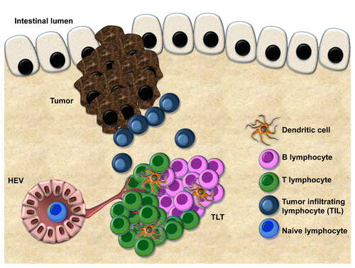 Figure 1. Features of tertiary lymphoid tissue (TLT) at the tumor margin. Compartmentalized areas of T cells and B cells, dendritic cells, and a vascular network, including lymphatic vessels and high endothelial venules (HEV) are shown. The correlation between the extent of tertiary lymphoid tissue (TLT) and T-cell infiltration suggests that TLT represents a gateway for tumor-infiltrating T cells (TILs).