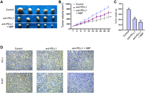 Figure 9 NBP improves anti-PD-L1 immunotherapy against lung cancer cell growth in vivo. (A–D) C57BL/6 mice were subcutaneously injected with murine Lewis lung cancer (LLC) cells. The mice accepted injection of the anti PD-L1 monoclonal antibody, or co-treated with anti PD-L1 monoclonal antibody and NBP. (A) The tumor images were shown. (B) The tumor volume was calculated. (C) The tumor weight was calculated. (D) The levels of Ki-67 and PD-L1 were detected by IHC. N=5, mean ± SD. **P < 0.01.