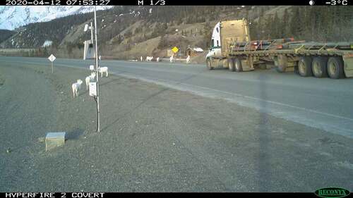 Figure 2. Dall’s sheep on the Alaska Highway adjacent to Kluane National Park and Park Reserve. Collisions with vehicles are a common cause of mortality for the local sheep population and research is underway to understand sheep movement patterns as a basis for mitigating highway mortality.