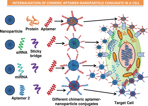 Figure 3.  Illustrations of the various types of chimeric forms of aptamers established, such as the aptamer–antibody (Ohk et al., Citation2010), aptamer–protein (Zhou & Rossi, Citation2010), aptamer–siRNA (Kawata et al., Citation2010) (Pastor et al., Citation2010), aptamer–miRNA (Lunse, Citation2010), and the aptamer–aptamer (Held et al., Citation2006) chimeras. The use of sticky bridges is also depicted which helps in binding of the aptamer moiety to the siRNA and the miRNA’s due to presence of complementary regions on the sticky loop for both siRNA/miRNA and the aptamer. The aptamer conjugates are then shown to conjugate with the nanoparticles binding to the target cells by the interaction of aptamer–receptor interaction, and finally the nanoparticles are internalized inside the target cells and results in release of siRNA, miRNA, protein, or the aptamer molecule, respectively (Lundberg et al., Citation2007; Farokhzad et al., Citation2004; Khaled et al., Citation2005; Alonso et al., Citation1994; Molpeceres et al., Citation1999).