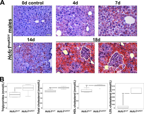 FIG 2 Hcfc1hepKO/Y males display increased steatosis. (A) Steatosis was measured by Oil Red O staining of cryosections from control liver (0d) and tamoxifen-treated Alb-Cre-ERT2tg; Hcfc1hepKO/Y livers 4, 7, 14, and 18 days after treatment. Dotted lines outline hepatocyte clusters with reduced levels of fat accumulation. Scale bar, 50 μm. (B) Box plots of circulating triglyceride, total cholesterol, and HDL and LDL cholesterol levels in control Hcfc1lox/Y (n = 6) compared to Alb-Cre-ERT2tg; Hcfc1hepKO/Y (n = 6) livers 4 days after tamoxifen treatment. The differences between the levels of triglycerides (P value of 0.02), total cholesterol (P value of 4.2 × 10−4), and HDL (P value of 4.6 × 10−4) and LDL (P value of 1.13 × 10−5) cholesterol in control and knockout livers were significant.
