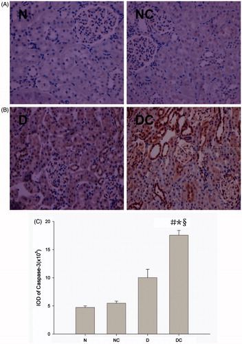 Figure 1. Effect of contrast media on apoptosis-related protein caspase-3 activation. Representative immunohistochemical findings (magnification 400×) of caspase-3 in normal rat kidney (A) and diabetic rat kidney (B) after normal saline (NS) or meglumine diatrizoate (DTZ) treatment. The meglumine diatrizoate induced increased caspase-3 expression in normal kidney, but the difference did not reach statistical significance (A,C). Especially in the diabetic kidney, the expression of caspase-3 was also significantly increased after intravenous injection of DTZ compared with normal saline (p < 0.05) (B,C). IOD = integrated optical density #p < 0.05 versus N group; *p < 0.05 versus NC group; §p < 0.05 versus D group.