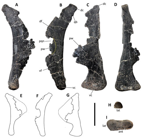 Figure 5. Comptonatus chasei gen. et sp. nov. (IWCMS 2014.80). Left quadrate in A, medial; B, lateral (yellow dashed line indicates border of paraquadratic notch); C, anterior; D, posterior; E, medial surface; F, lateral surface; G, anterior surface; H, dorsal (articular surface) and I, ventral (articular surface). Abbreviations: ant, anterior; dc, dorsal condyle; df, dorsal flange; lat, lateral; pqn, paraquadratic notch; pw, pterygoid wing; qb, quadrate buttress; vc, ventral condyle; vf, ventral flange. Scale bar represents 50 mm.