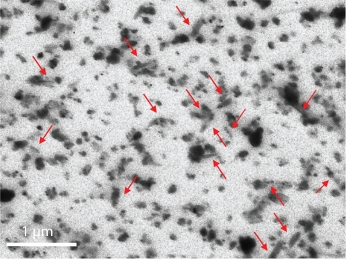 Figure 1 TEM image of PLL-BNNT dispersion: both single nanotubes (red arrows) and small aggregates of nanotubes are visible.